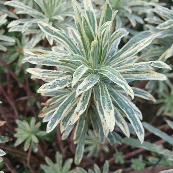 Euphorbia characias Folha