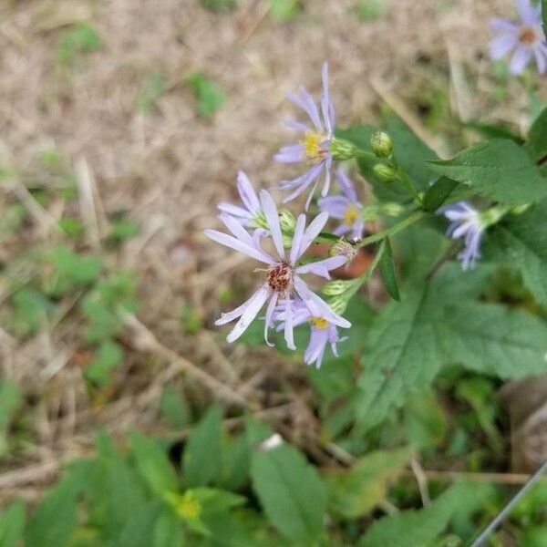 Eurybia macrophylla Blüte