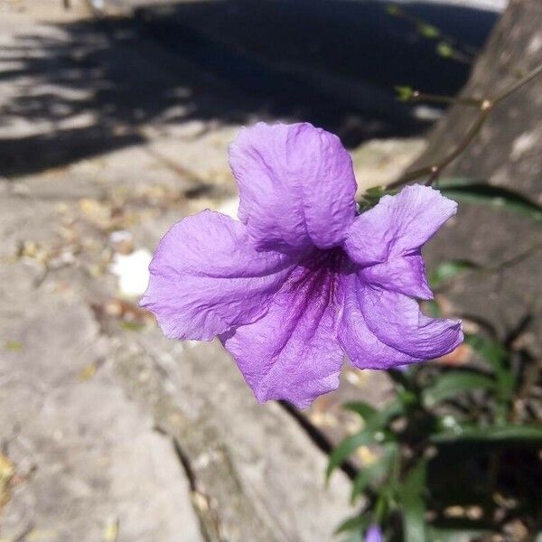 Ruellia simplex Çiçek