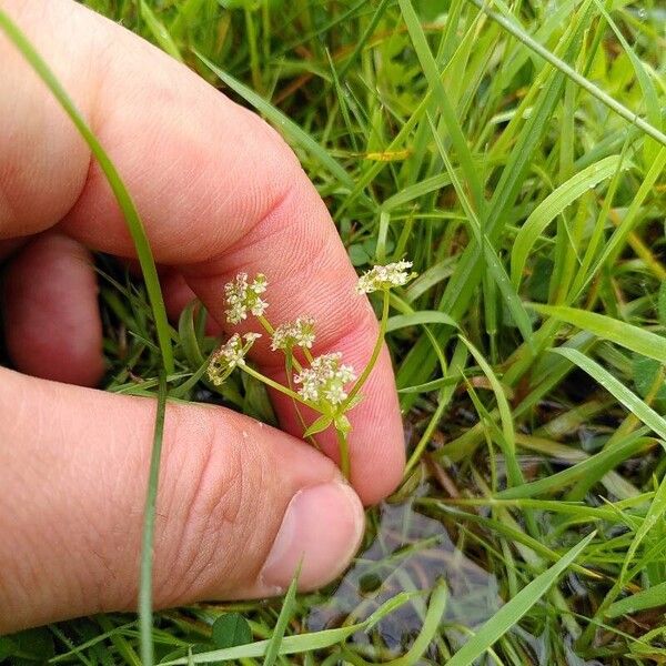 Helosciadium repens Flower