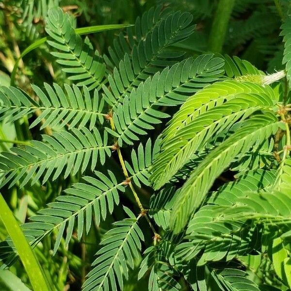 Mimosa pudica Leht