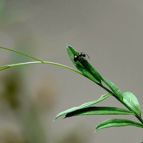 Vicia sativa List