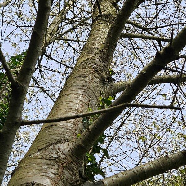 Prunus cerasus Bark