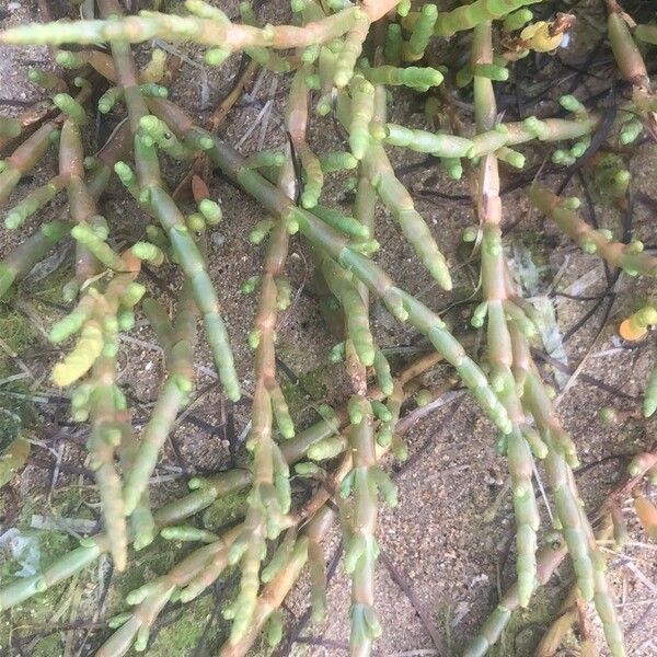 Salicornia perennis Blatt