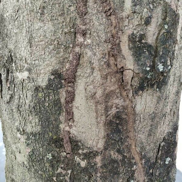 Syzygium malaccense Bark