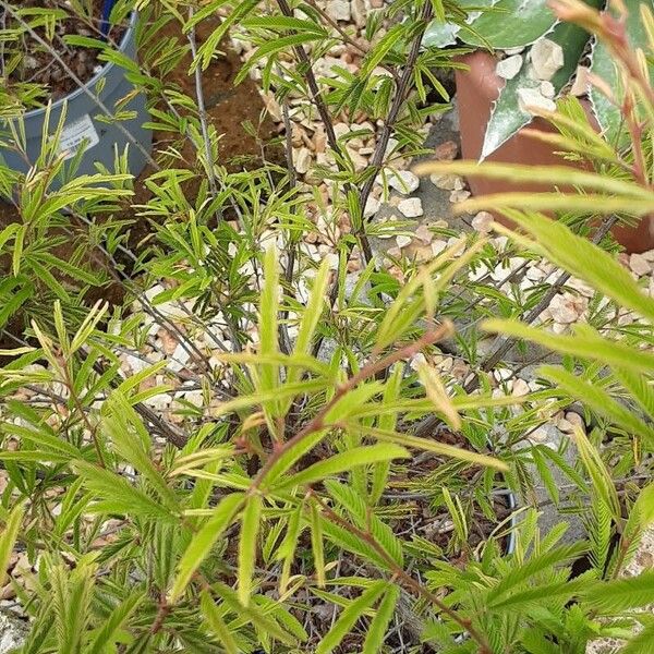 Calliandra surinamensis Habitat