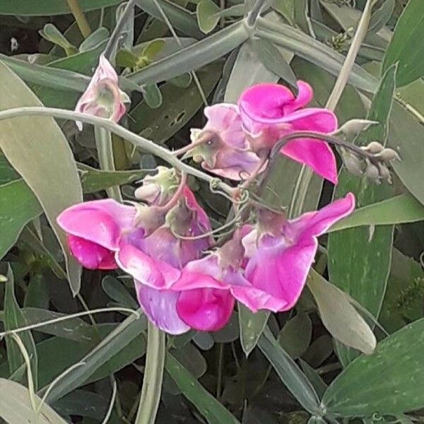 Lathyrus latifolius Õis