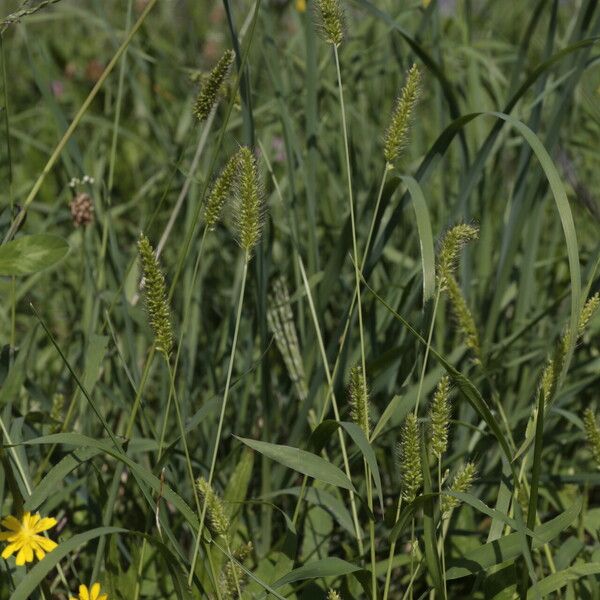 Setaria viridis Λουλούδι