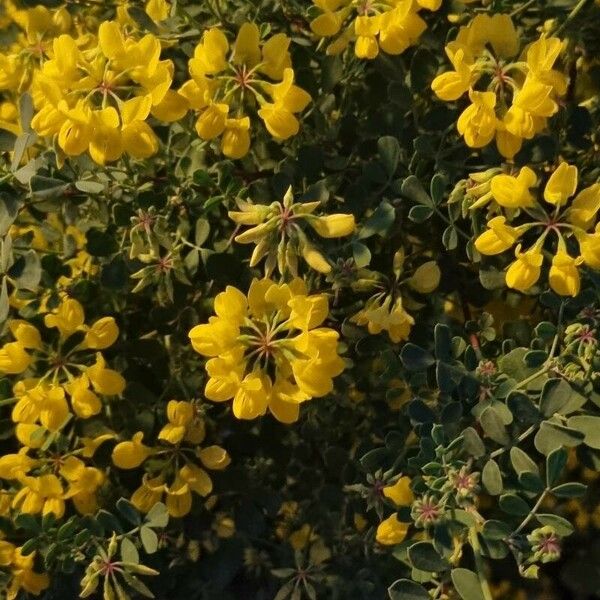 Coronilla glauca Kukka