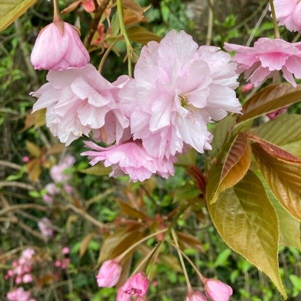 Prunus serrulata Blomst