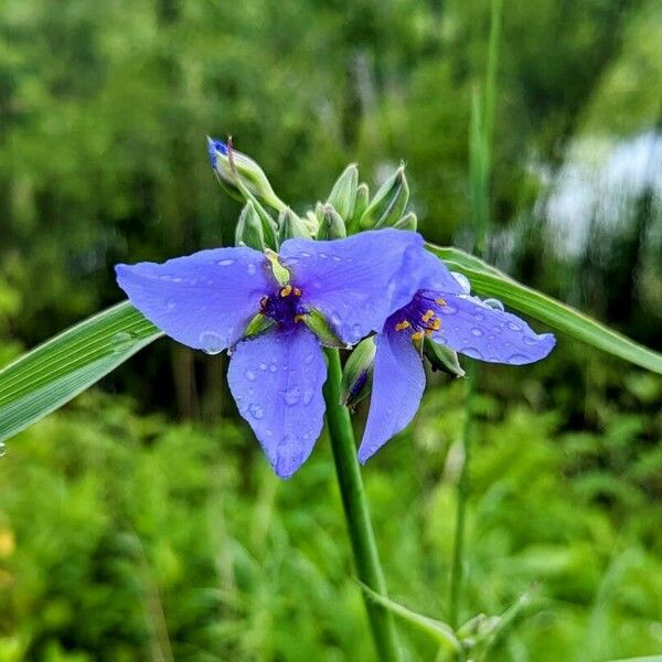 Tradescantia ohiensis Květ