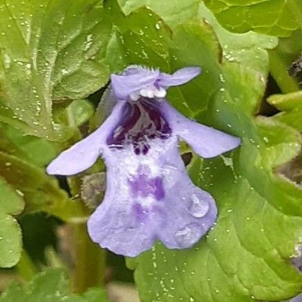 Glechoma hederacea Fleur