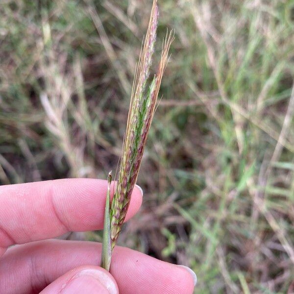 Dichanthium aristatum 花