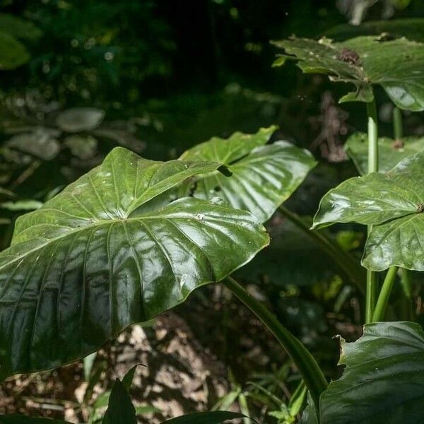 Alocasia macrorrhizos পাতা