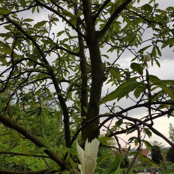 Magnolia tripetala عادت