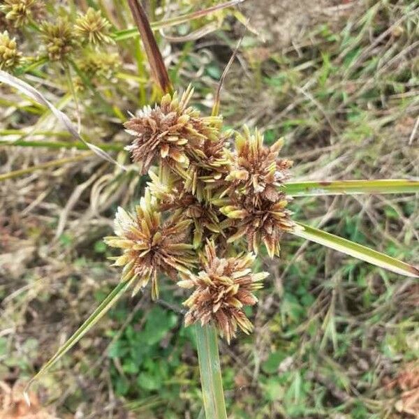 Cyperus eragrostis Flors