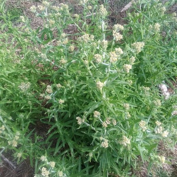 Pseudognaphalium undulatum Blüte