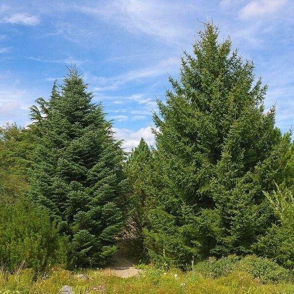 Abies cephalonica Habit