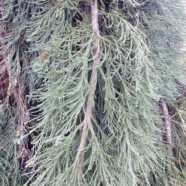 Sequoiadendron giganteum Deilen