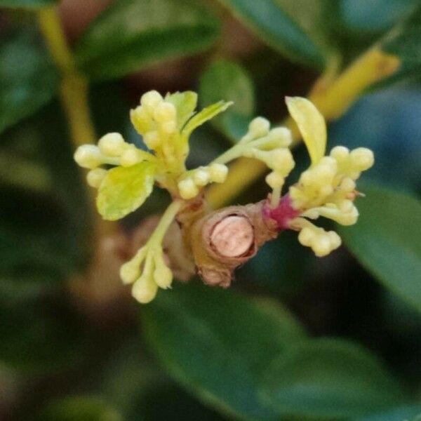 Ilex crenata Λουλούδι