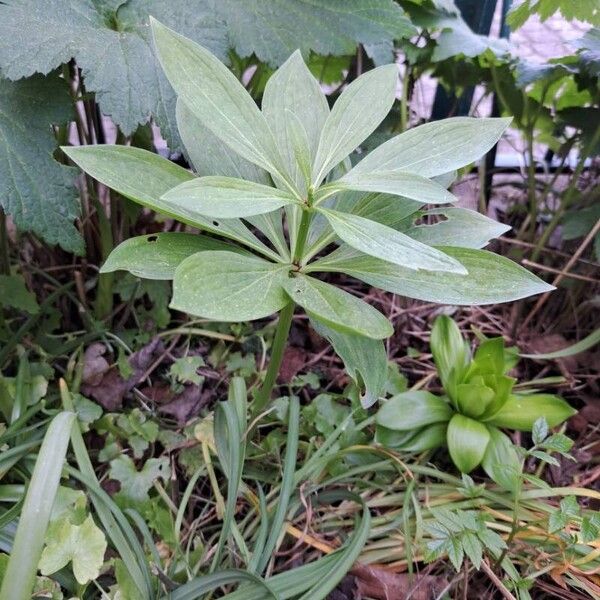 Lilium martagon Leaf