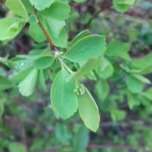 Spiraea trilobata 其他