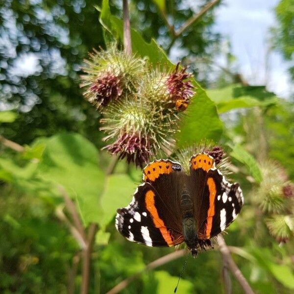 Arctium lappa Flower