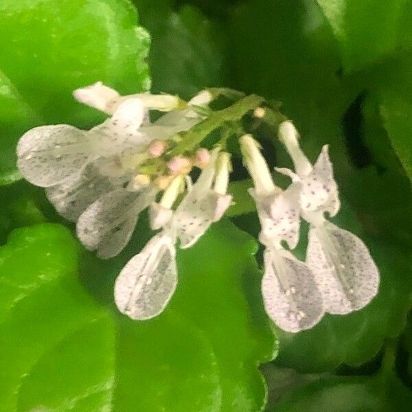 Plectranthus verticillatus 花