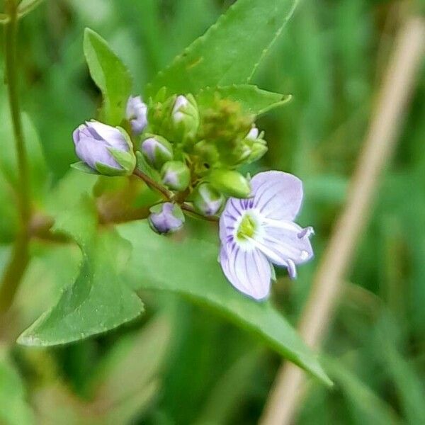 Veronica anagallis-aquatica Flower