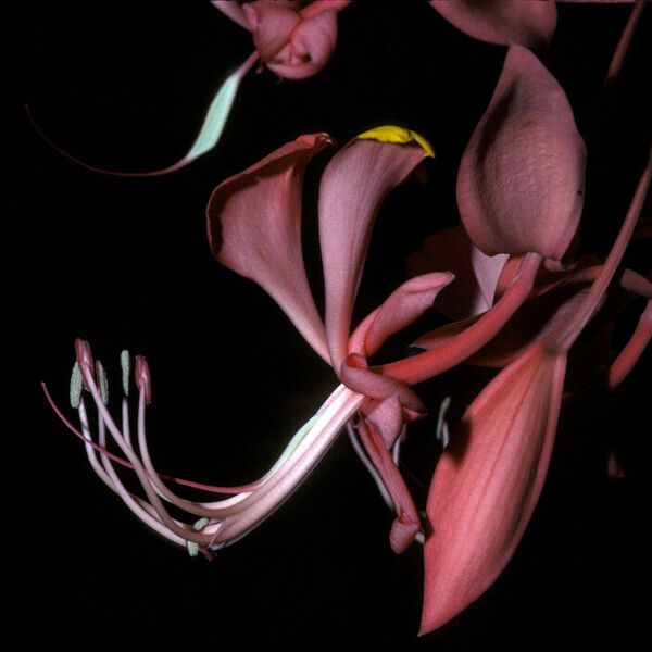 Amherstia nobilis Flower