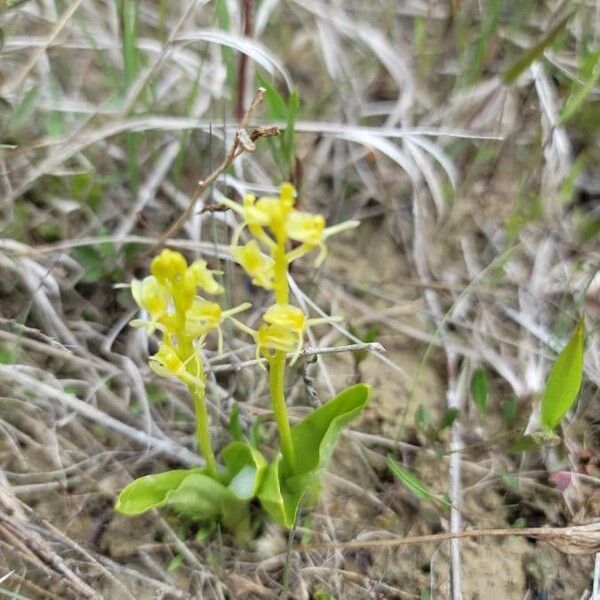 Liparis loeselii Blüte