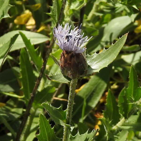 Carthamus caeruleus Kwiat