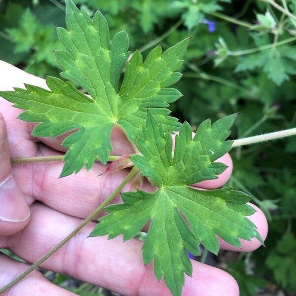 Geranium palustre ഇല