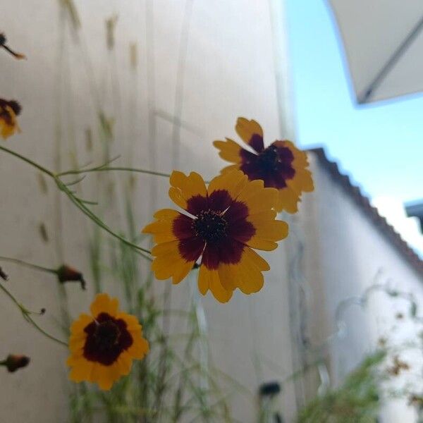 Coreopsis tinctoria Žiedas