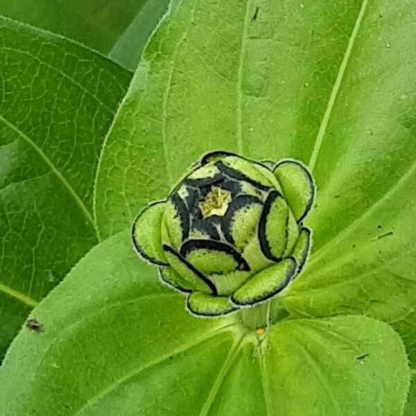 Zinnia elegans Çiçek