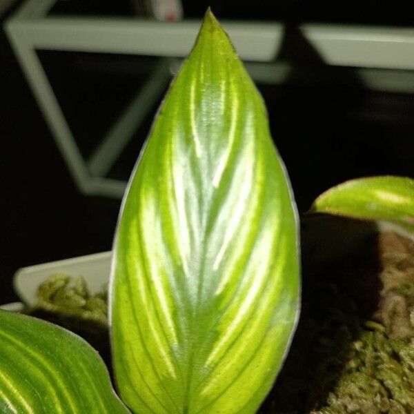 Goeppertia elliptica Leaf