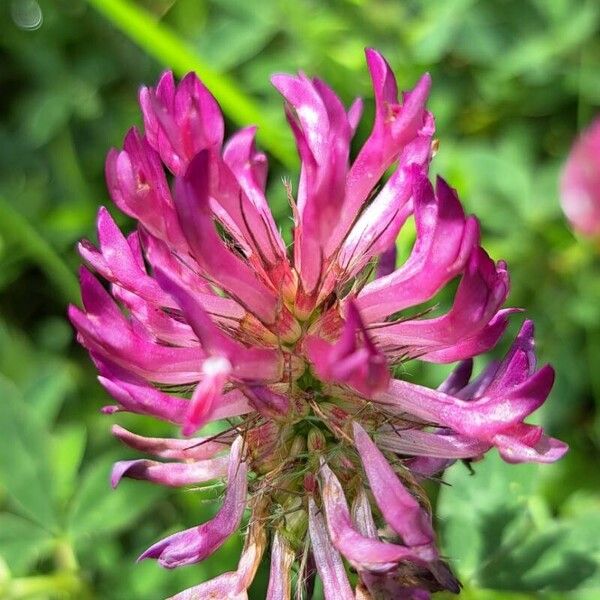 Trifolium medium Virág