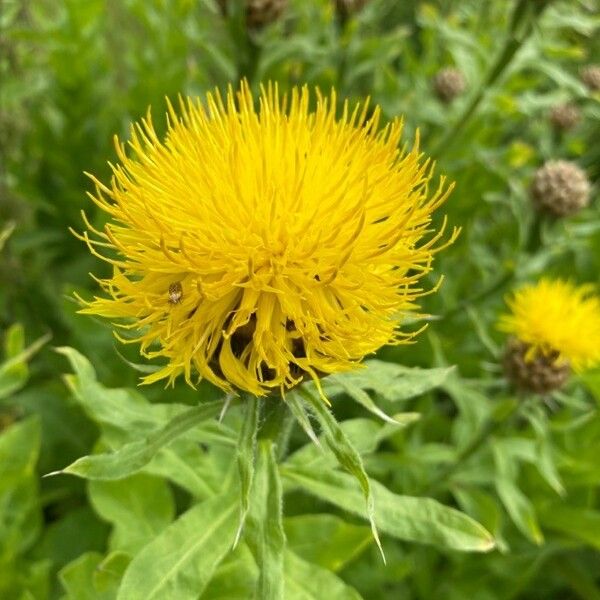 Centaurea macrocephala Flower