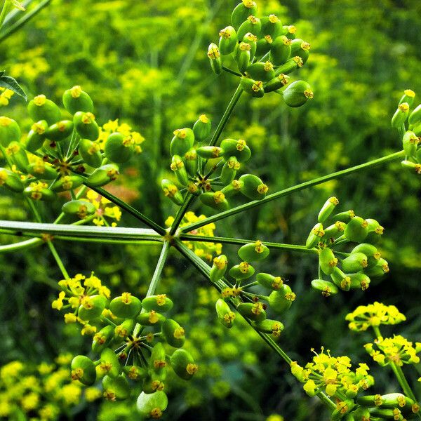 Pastinaca sativa Fruit