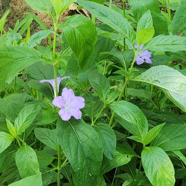 Ruellia strepens Fleur