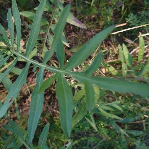 Centaurea scabiosa Leaf