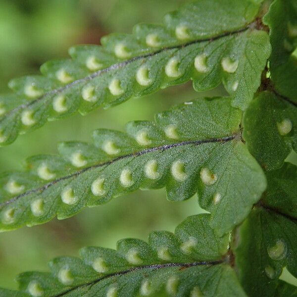 Nephrolepis undulata List