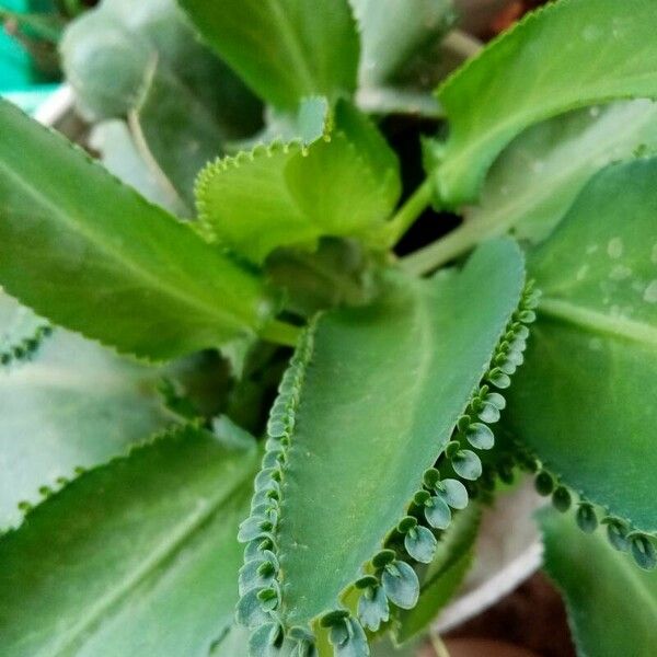 Kalanchoe ceratophylla List