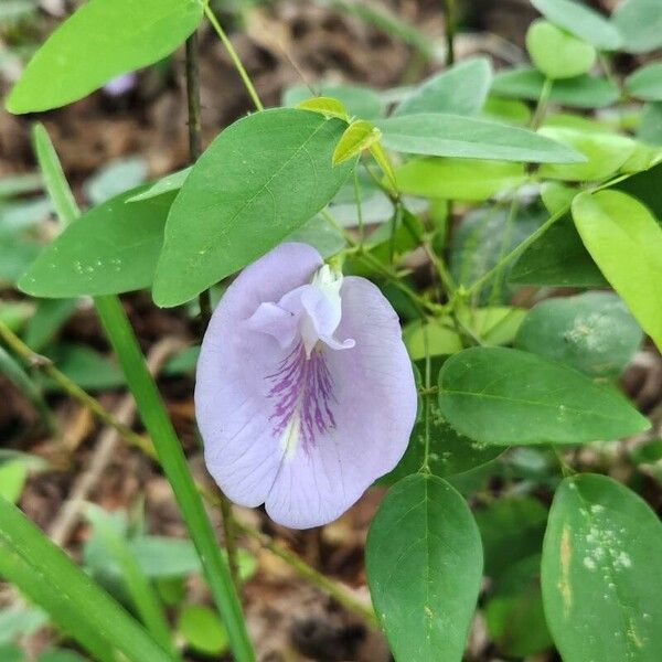 Clitoria mariana Çiçek