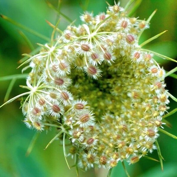 Daucus carota Habit