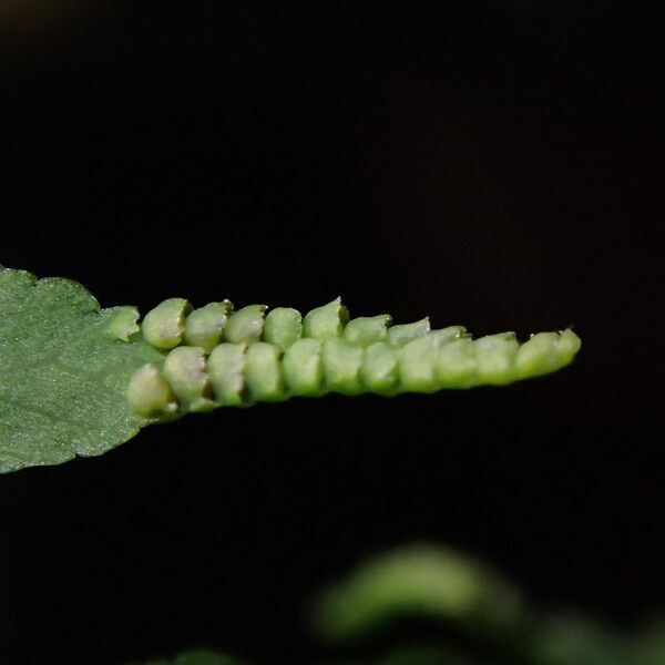 Lygodium microphyllum Folio