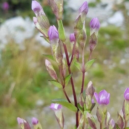 Gentianella amarella Flor