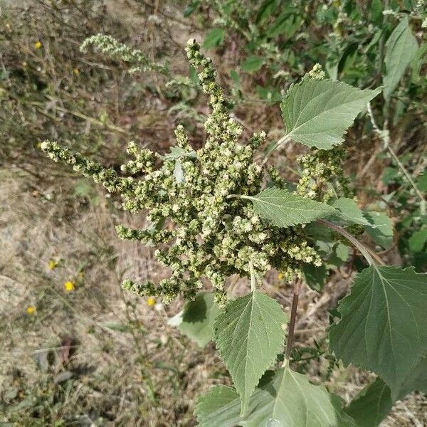 Cyclachaena xanthiifolia Flower