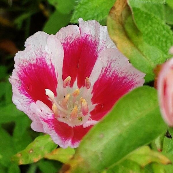 Clarkia amoena Blüte