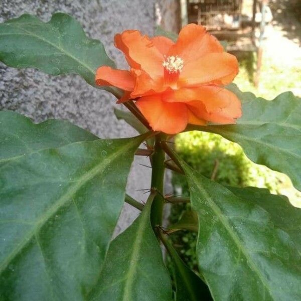 Pereskia bleo Flower